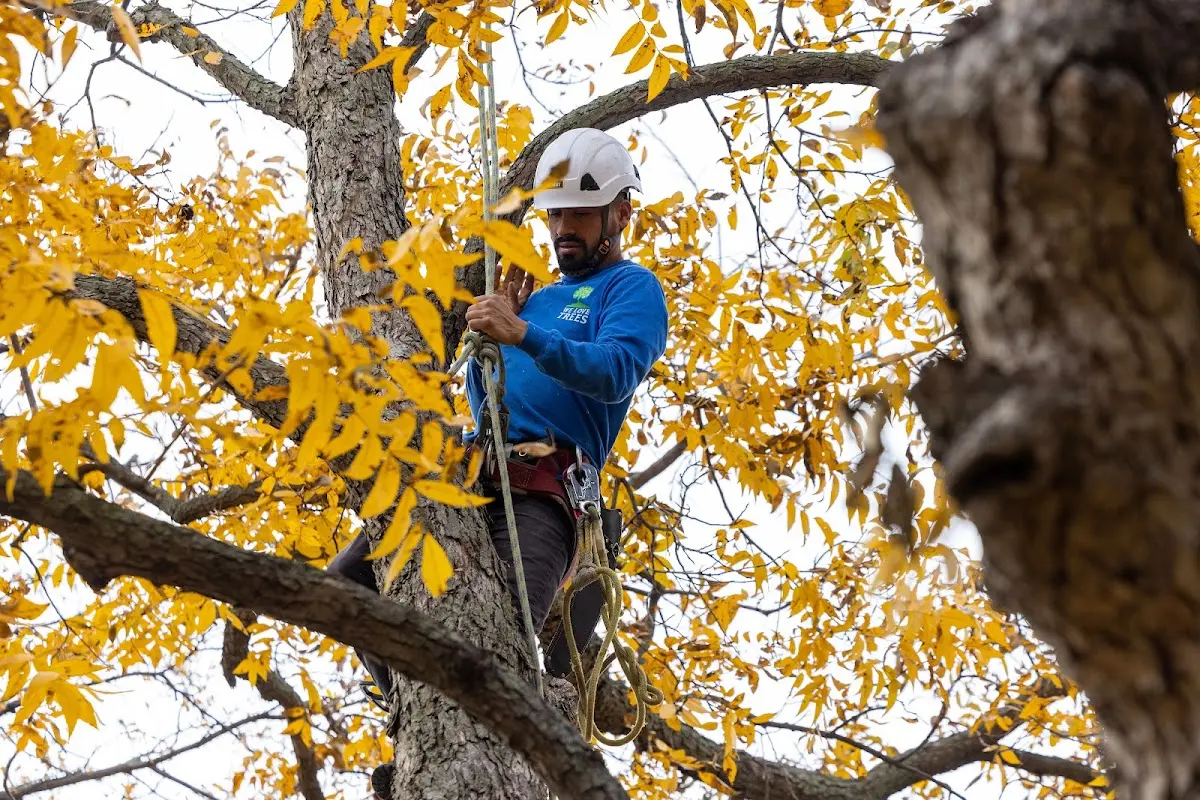 Skilled Tree Pruning crew working in Coronado